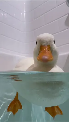 Pet Ducks in Bathtub #shorts