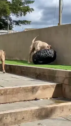 #xlbully #dog #americanbully #bigdog #pitbull #viral 