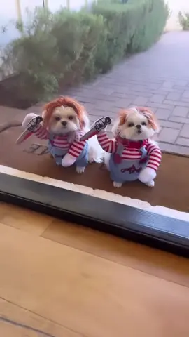 #cute #dog #dogs #chucky #halloween #funny #halloweencostume #dogsofinstagram #doglover #cutedogs #cutedog #maltese #adorable #doglife 