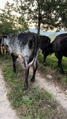 🤙🏼🐄