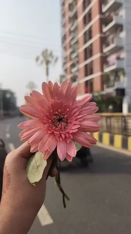 some stories are incomplete but they are beautiful💗.... . . . . . . . . . . . . . . #cutee #foryoupage #trending #foryoupage #flowerlover #catlover #tiktok #foryoupage #vews #reel #virall #esha #flowers #sky #virallll #viralllllll #fyuuuu #winter @TikTok Bangladesh @TikTok #Love #lovestory 