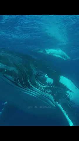 Humpback whales vs.killer whales#animalworld #animals #tiktok #fyp #foryou #whale 