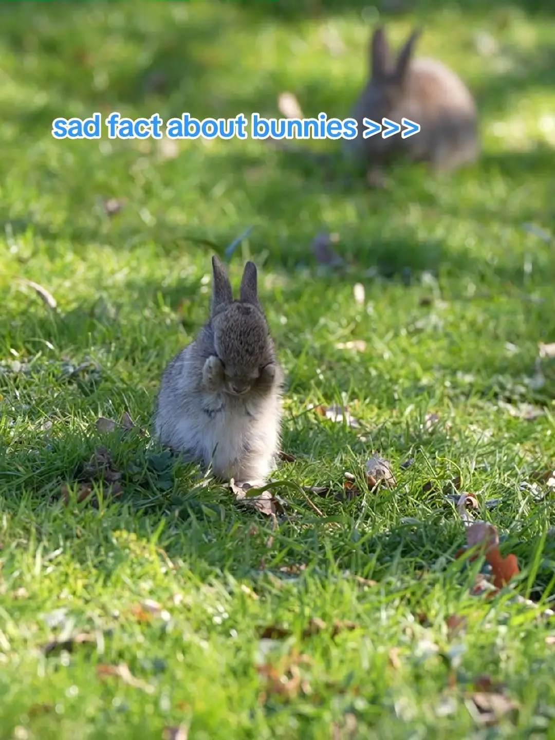 still sitting on that application huh? do it for the Kent bunnies who can't 🥺 #ucasdeadline #ucasdeadline2024 #unimemes #studentlife 