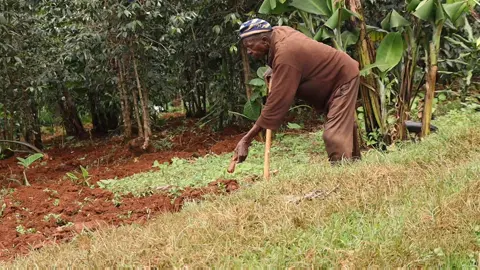 #foryoupage #fyp #uganda #africanfolks #oldman #digging #agriculture #subsistence #rurallife #africansetting #wisdomman #elder #herritage 