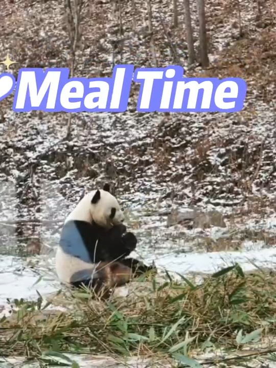 The Foping Panda Valley in Shaanxi welcomed its first snowfall of 2024❄️! Hengheng🐼, the giant panda who hasn't seen snow in over half a year, was so happy that he frolicked and rolled around in the snowy landscape, enjoying every moment of this winter wonderland!😝#GiantPanda