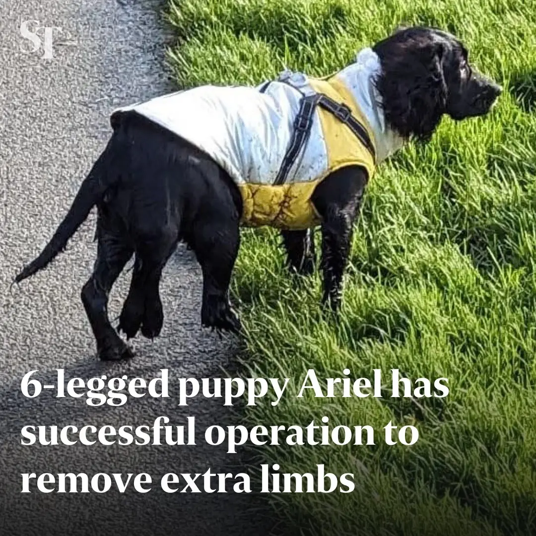 Get well soon Ariel 🫶🏻 The good girl made headlines after she was found dumped in a supermarket carpark in Wales. Well-wishers around the world then raised about $25,550 for her to have surgery. #SGNews #dogsoftiktok #spaniel 