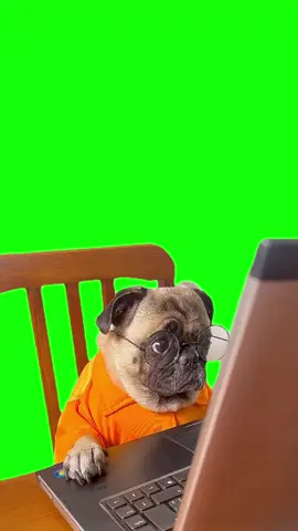 Green Screen Dog Staring at Computer Meme #greenscreen #greenscreenvideo #dogmeme #dogmemes 