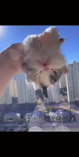 #cat #cute 