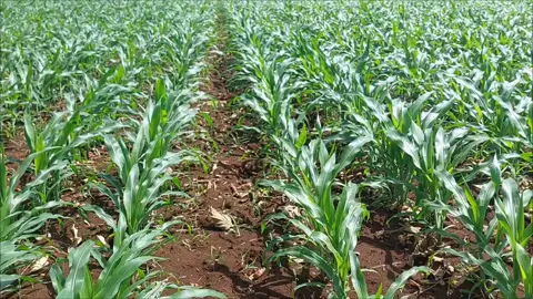tanam jagung jajar legowo jagung nk sumo josss #indonesia #petanimuda #tanamanjagung #lampung #lampungtimur 