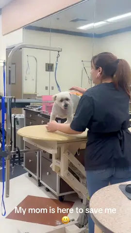 #dog#animal#grooming#of#tiktok#fypシ 