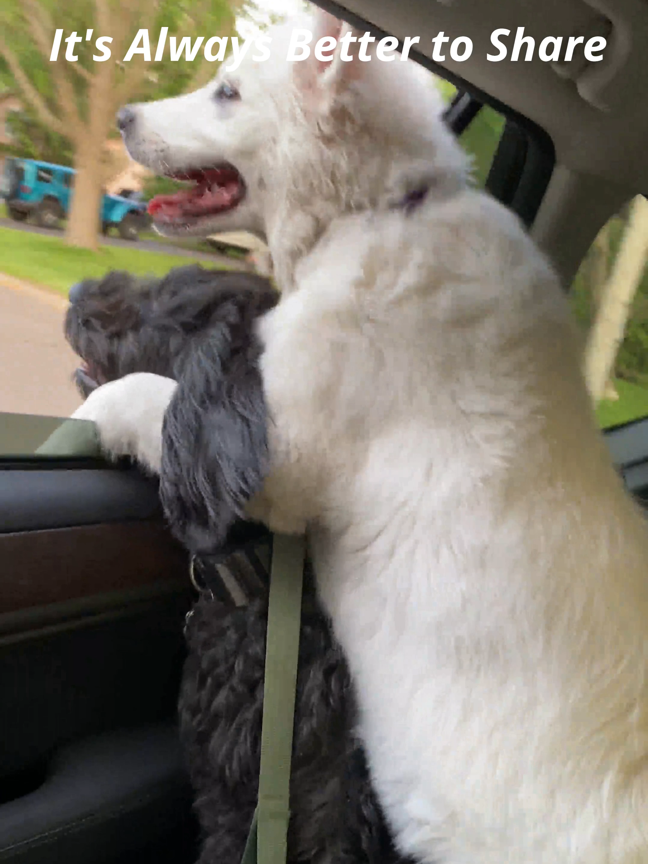 😍A Couple of Pals Sharing The Car Window! It's Always Better to Share! JubeJube & George's favorite Activity!😍