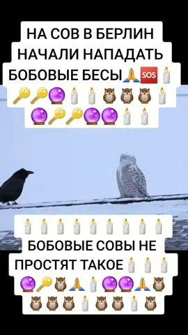 #боб #совы #сова #бобовыесиси 