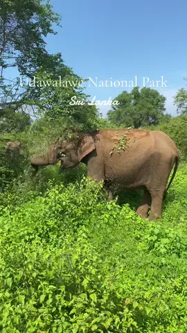 This is what a half-day safari looks like in Udawalawe National Park Sri Lanka! You start with a beautiful sunrise when you go into the National Park. After 2,5 hours you’ll have a break to eat your breakfast with a view! The second half is in a different side of the park where you can spot more animals.  #safari #srilankasafari #srilanka #backpacking #grateful #travel #fyp #travelwithme #traveltiktok