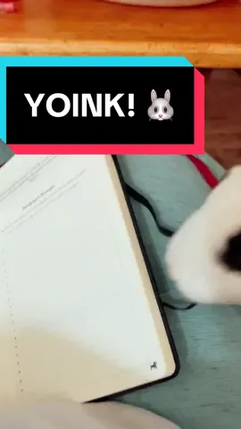 Mochi says no journaling in his presence 😂 #petbunny #bunnytok #bunniesoftiktok #rabbittok #rabbitsoftiktok #bunstruction #YOINK 