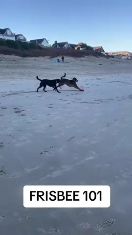 This is how you frisbee, right? 😅 (via @Duveygirl) #frisbee #dog #dogsoftiktok