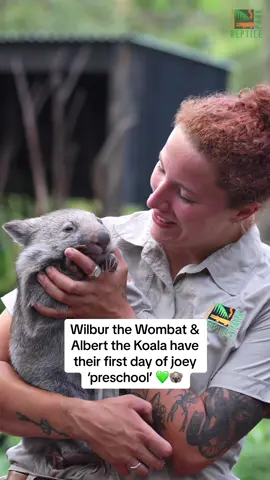 Wilbur the Wombat & Albert the Koala Joey are growing up so fast - they’ve just had their first day of joey preschool! 🥺 This week, they had their first visit to Koala Preschool where they had the chance to explore and socialise with joeys their own age. Wilbur the wombat joey was eager to explore, running wild with zoomies everywhere. It didn’t take long for Albert to climb to the top of the trees, leaping from branch to branch 💚   #wombat #wombatjoey #babyanimals #koala #koalajoey #australia #schoolholidays #activitiesforkids #seeaustralia #lovecentralcoast #feelnsw @australia