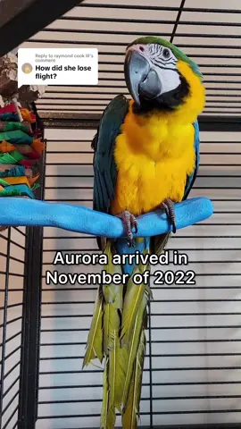 Replying to @raymond cook III Why Aurora couldn’t fly 🦋 Aurora was surrendered in November of 2022. Her original owner bought her as an unweaned baby from a pet store the year before. He had little knowledge of what a bird her size required. At just over a year old, Aurora was underweight and malnourished when she arrived. As a result of poor nutrition, she lost all of her primary wing feathers at once. This shouldn’t happen. In a normal molt, feathers are dropped and regrown in a gradual, bilateral pattern to avoid a bird losing their ability to fly as Aurora did. Through hard work she was able to become a strong flyer and even went on her first free flight trip last July! #bird #parrot #macaw #flight #fly #rescue #rescuebird 