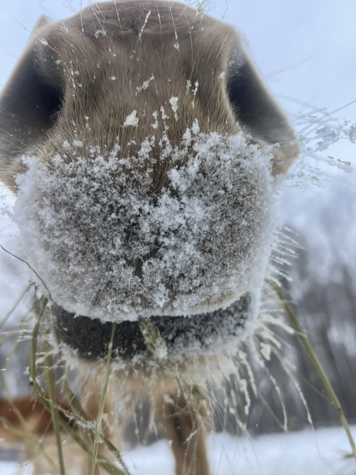 They make winter look nice #horsesoftiktok #horsesontiktok #farmanimals #lifeonthefarm #winterishere #horsetok #horsephotography 