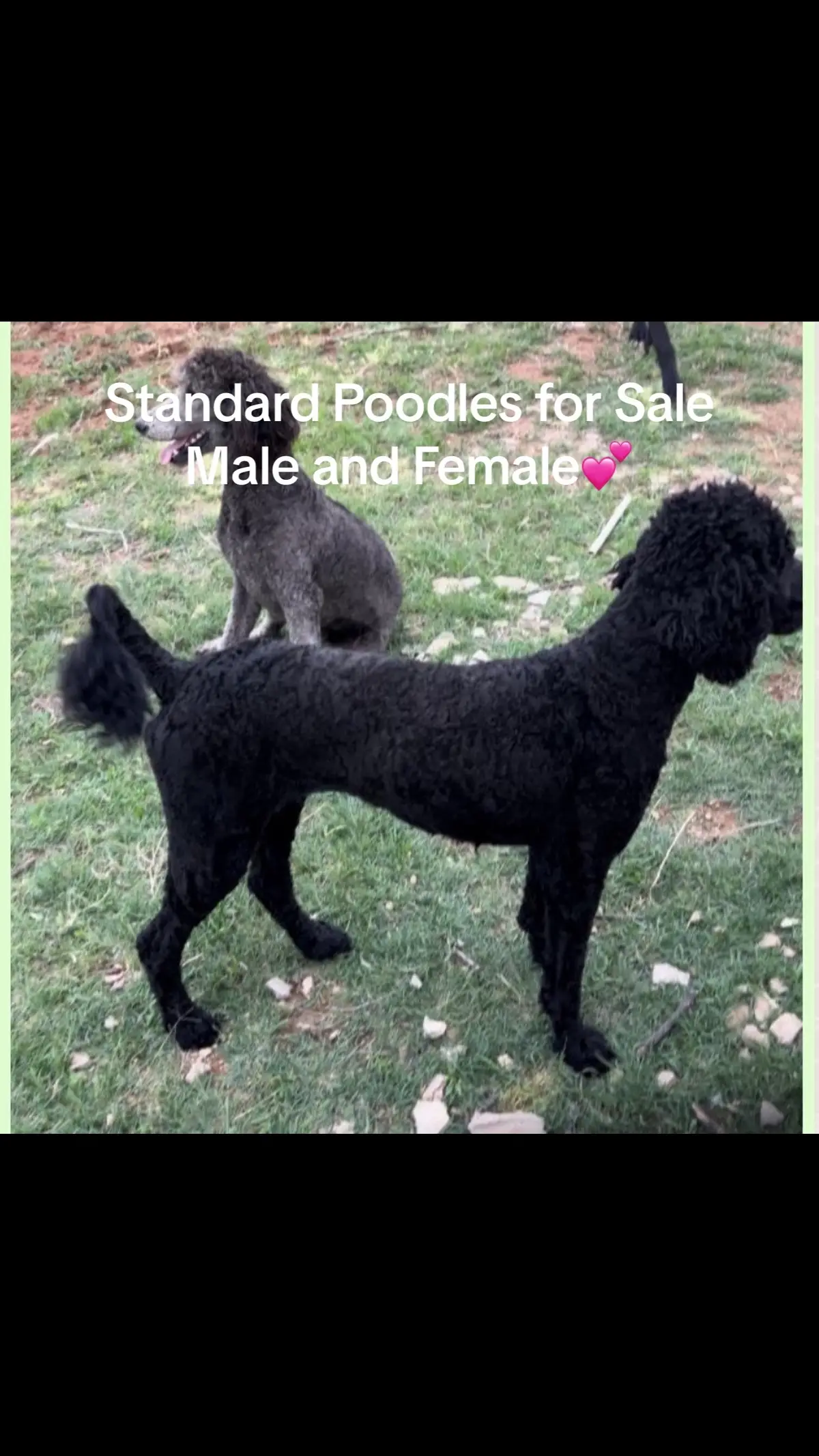 #dog #dogforsale #pretoria #SAMA28 #poodles #standardpoodle #fyp #southafrica 