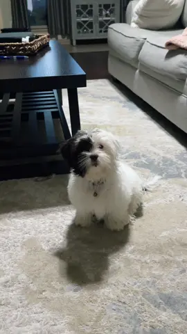 Thank goodness we will be safe! What a beast! It’s the puppy head tilt and the black lint on her lip for me. #guarddog #puppy #puppytiktok #puppylove #shihpoo #shihpoopuppy #dogmom #fyp #fypシ 
