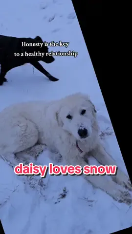 don't let the little things get in your way  #funny #honest #bigdog #puppy #Relationship #advice #winter #snow @Gwenny the Corgi Puppy 