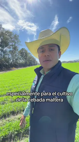 Recuerdos de inicio del año monitoreando la nutrición base de cebada maltera 🍺🌾🍺 La cebada maltera es un cultivo crucial en mexico para la producción de cerveza, elixir de la vida. Para obtener una buena cerveza es muy importante manejar de forma adecuada la nutricion de nitrógeno para incrementar el contenido de almidon y no proteina en el grano. Mañana monitorearemos la ulima reabonada junto con el equipo de @Heineken Mx  . . . #cebada #cerveza #heineken #agronomia #agronomo 