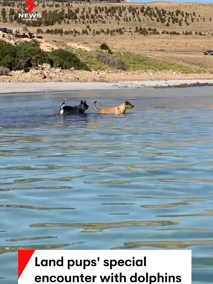 Two excited dogs taking a dip have had quite the encounter with a pair of friendly dolphins on the north coast of Kangaroo Island. #Dolphin #SouthAustralia #7NEWS