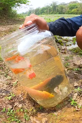 beautiful fish #bettafish