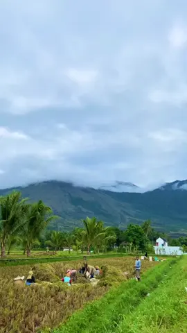 #sawah #desa #kebun #fypシ #fypシ゚viral #garut #sunda #kampung #suasanapedesaan #trending #pemandangan 