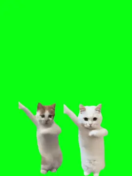 duo kucing joget viral #kucingjoget #fyp #CapCut #senyumanmu #viral #liriklagu #algoritmotiktok #fyppppppppppppppppppppppp #template #CapCut #duokucing 