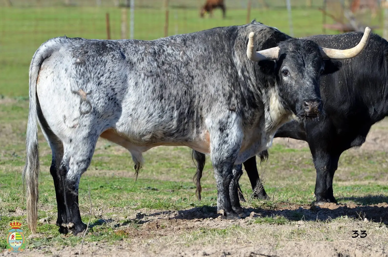 Los toros de Peñajara para la benéfica de Villaseca de la Sagra #tauromaquia #torodelidia #toro #torobravo #toros 