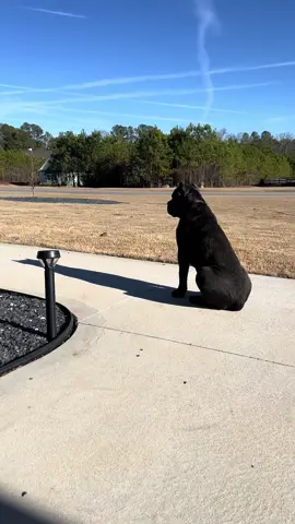 6 month old baby waiting for his baby to get off the bus. #puppy #baby #securitybreach #canecorso #bestfriendscheck #puppies #canecorsopuppy #daddysgirl #bff #daddylittleprincess❤️❤️ 