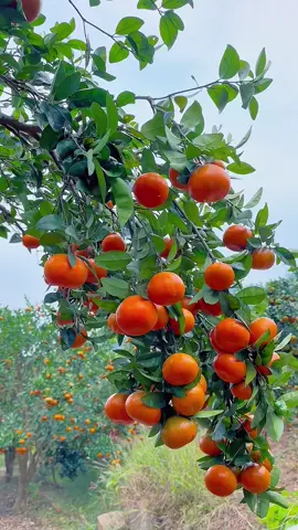 👩‍🌾👍🏻🫠🍊 lots of vitaminc #fresh #sweet #tasty 