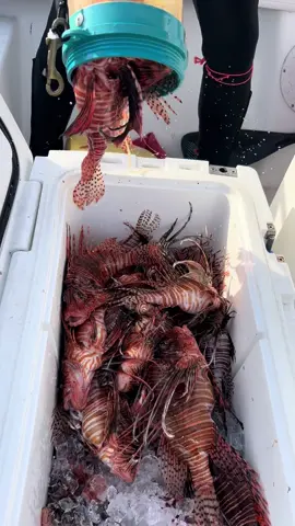 Big ones and small ones and everything in between! We got quite a few invasive Lionfish taking off of the reefs! #lionfish #invasivespecies #showusyourzk #lionfishhunting #floridaman #florida #diving #spearfishing #Zookeeperlcu #lionfishextermination #eatinglionfish #underthesea #sealife #ocean 