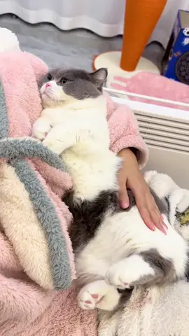 #cat #cute #fpy 