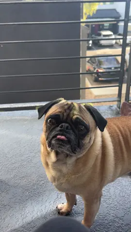 im convinced hes really talking to me #fyp #pug 