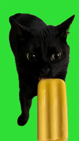 Black Cat Licking A Popcicle 😆 Animated | Green Screen #cat #cats #catsoftiktok #catsofinstagram #popcicle #popcicles #animated #funnycatvideos #funny #funnyvideos #funnyanimals #funnyanimalstiktok #tiktok #tiktokviral #blackcat #blackcats #blackcatsoftiktok #blackcatsofinstagram #greenscreen #greenscreenvideo #greenscreentiktok #chromakey #chromakeyeffect #videomakers #graphics #cute #cutecats #cutecatsoftiktok #projects