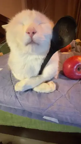 I’m sleepy and I need an apple to cushion my brain #cat#healingsystem#ush to sleep#goodnight#kitten 