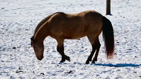 Footage posted to Facebook by Nashville's Horse Mounted Patrol Unit shows one of their horses, named Orozco, roll around in the wintry conditions on Sunday. #news #fyp #horses