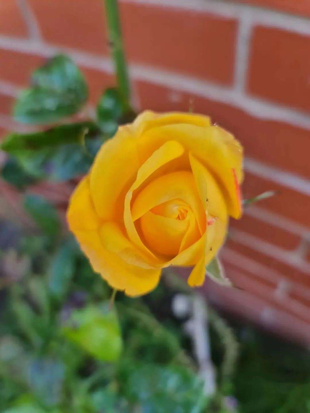 yellow rose flower 