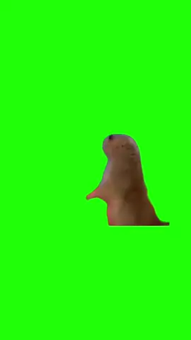 What meme|green screen#CapCut #fyp #viral #greenscreen #template 