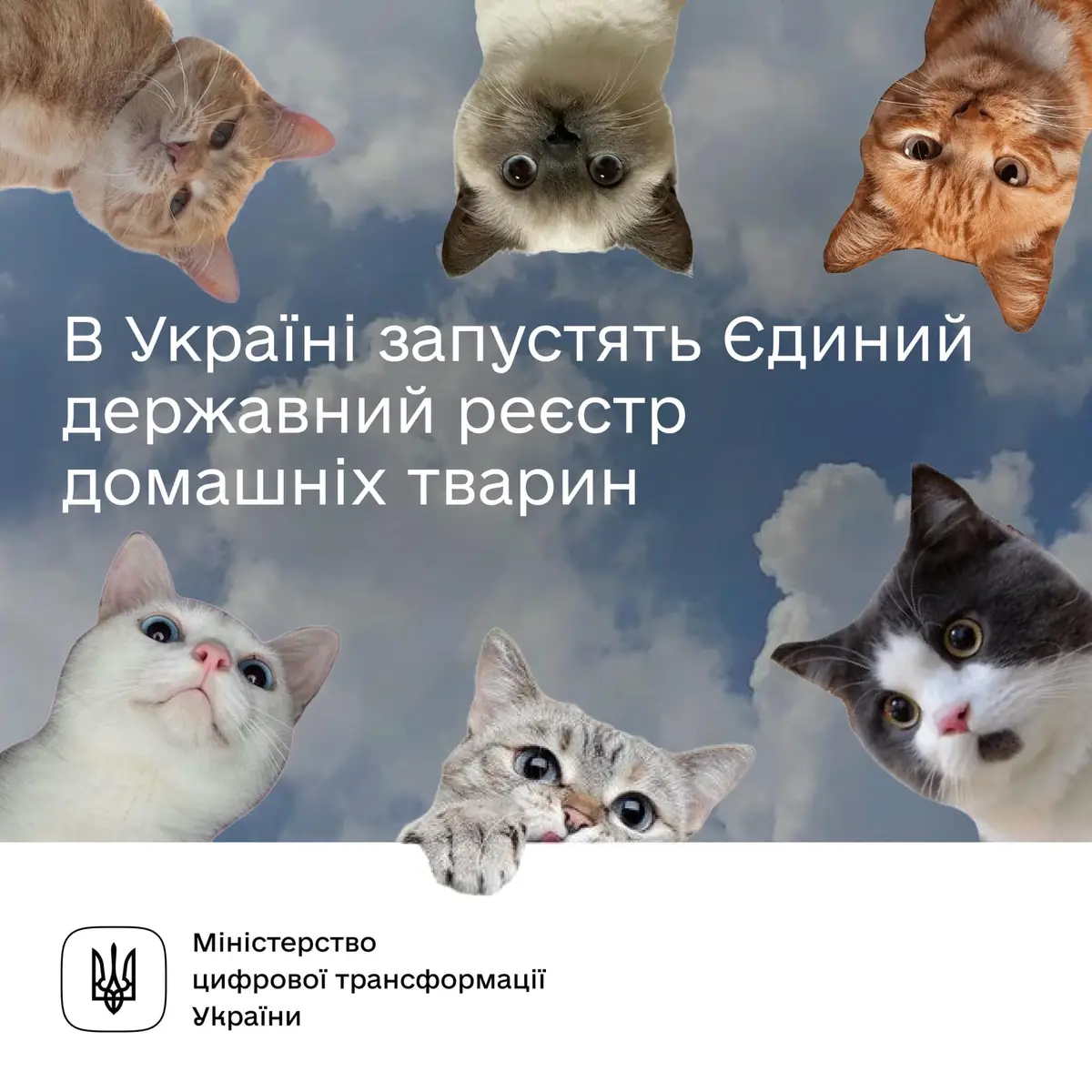 Кіт Тимофій 😸