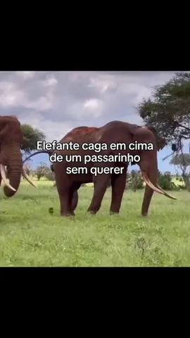 passarinho foi emtwrrado vivo crédito fatosfofinhos