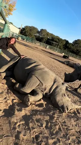 This Rhino is striaght up acting like a big puppy dog🥰 He is the cutest thing and even got close enough to me so I could pet him😁 What a beautiful and amazing animal🤩 Animals are so much smarter than whag we give them credit for🙌 • • • #wow #beautiful #amazing #animals #rhino #cute #cutie #fun #pets #cool #video #moments #wild #wildlife #nature #big #puppy #dog #cuteness #tik #tok #tiktok #tiktokanimals 