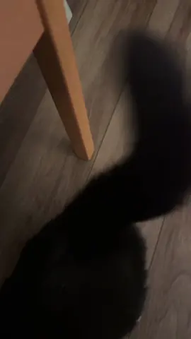 showing my lil monkey #fyp #spongebob #cat #blackcatsoftiktok #blackcat 