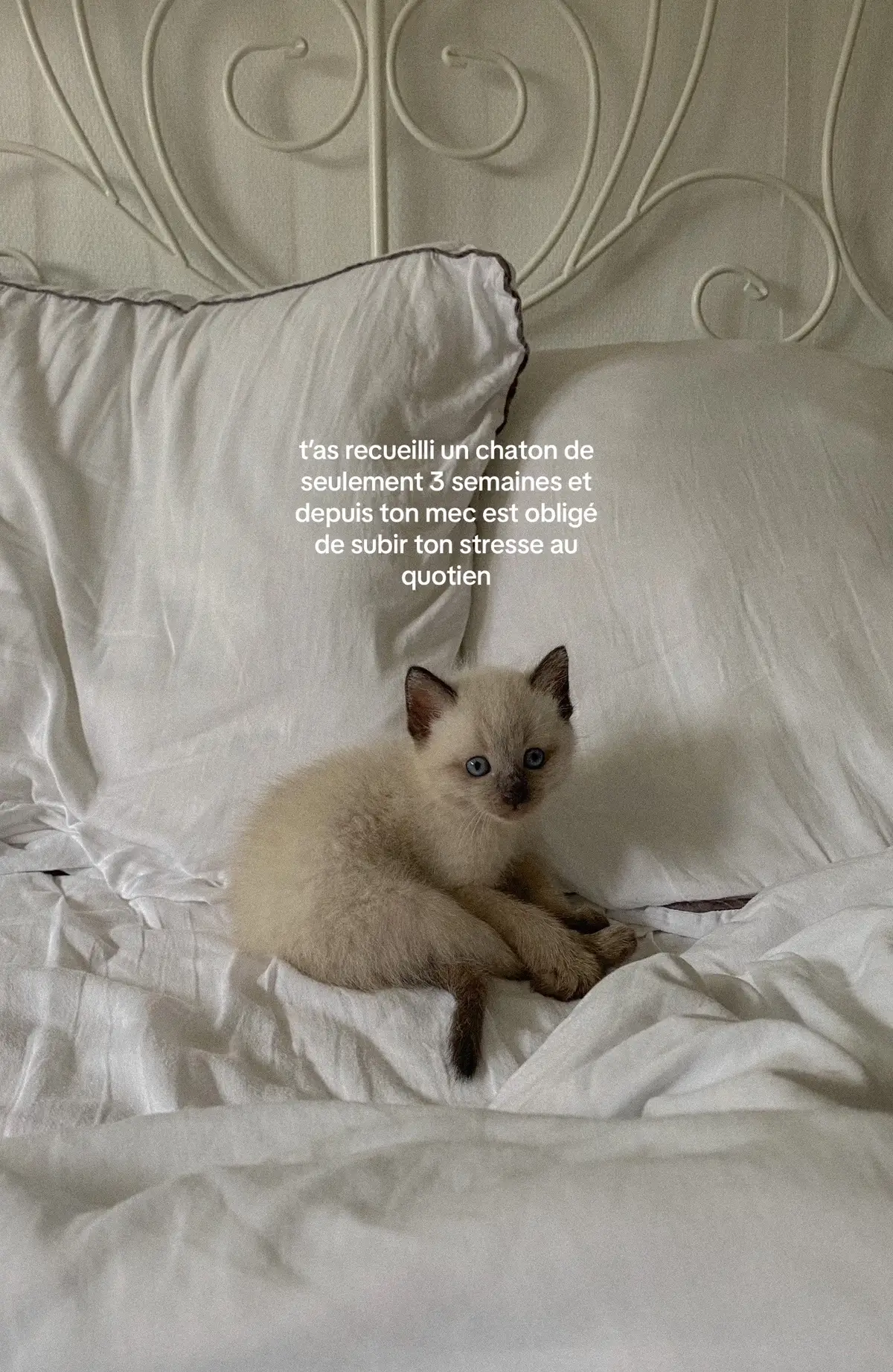 #fypシ #catsoftiktok 