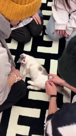#cat #cute #fpy 