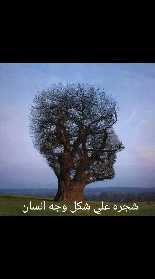 #سبحان الله شجره علي شكل وجه انسان #