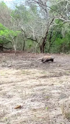 One Komodo eats#komodo  #komododragons  #animals  #wildlife  #fyp