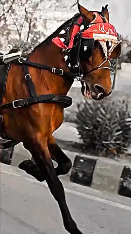 Lal Sher Horse 🔥🐎 #fypシ゚viral #horselovers❤️🐎❤️ #allpakistanhorses1 #unfrezzmyaccount #unfrezzmyaccount #unfrezzmyaccount #unfrezzmyaccount #unfrezzmyaccount #unfrezzmyaccount 